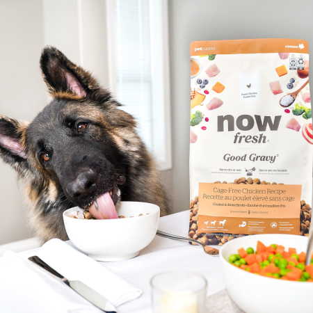 German Shepherd licking bowl with bag of Now Fresh Good Gravy