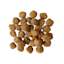 Go! Solutions Dental + Immune Health Chicken + Salmon dog kibble