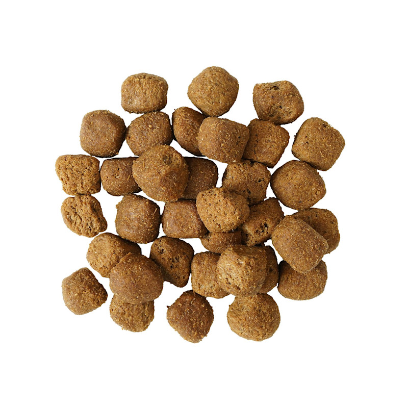 Go! Solutions Dental + Immune Health Chicken + Salmon dog kibble
