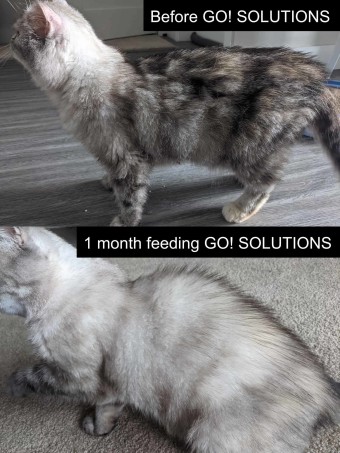 One month before and after image of cat after eating GO! SKIN + COAT CARE recipe