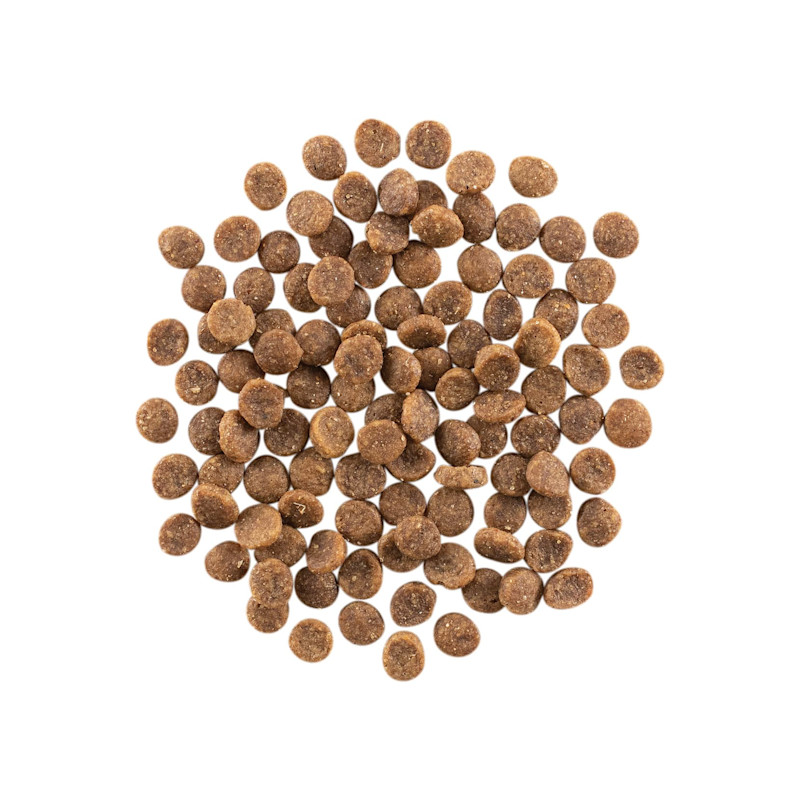 GO! SOLUTIONS CARNIVORE Grain-Free Salmon + Cod Recipe for Cats kibble