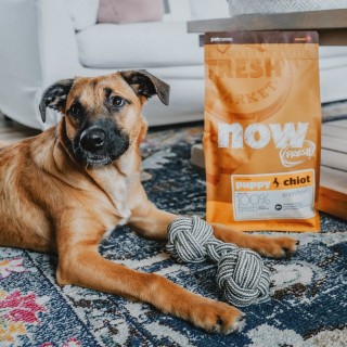 Dog laying beside bag of Now Fresh puppy food