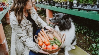 Dog and owner with basket of veggies