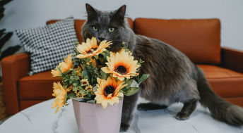 Grey cat on table smelling flowers