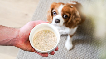 Cavalier King Charles Spaniel dog being handed bowl of wet dog food