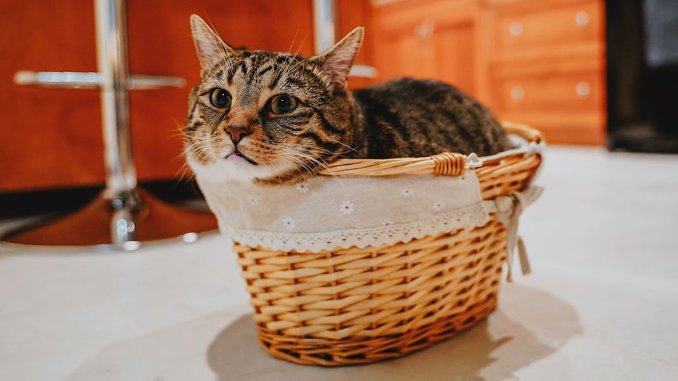 Cat in basket