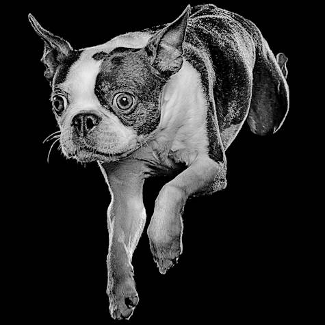 Black and white Boston Terrier jumping