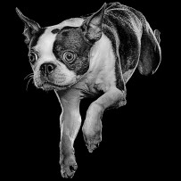 Black and white Boston Terrier jumping