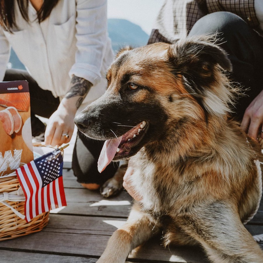 Dog with American flag