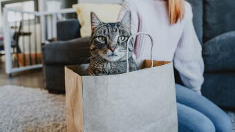 Cat sitting in brown paper bag