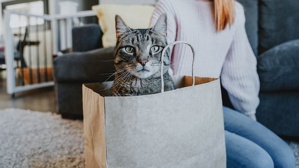 Cat sitting in brown paper bag