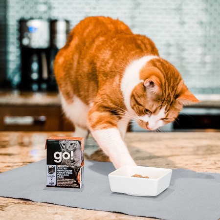 Orange cat eating GO! SOLUTIONS SENSITIVITIES Limited Ingredient Grain-Free Pollock Pâté