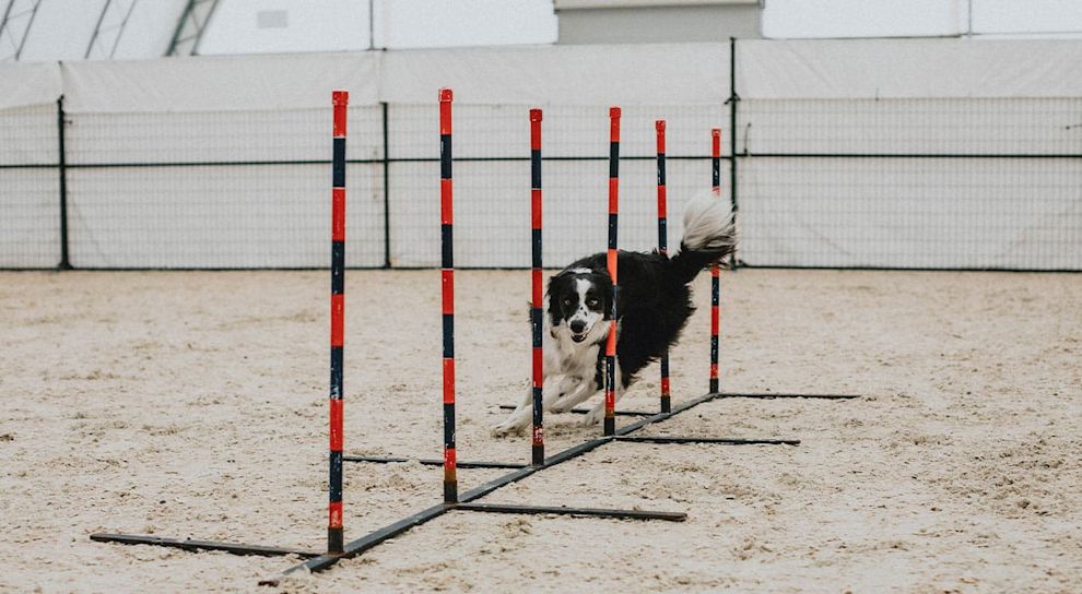 Border Collie weaving through agility course