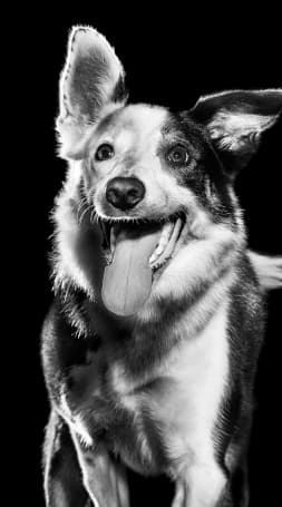 Black and white dog with mouth open