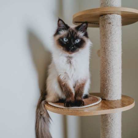 Ragdoll cat on cat tree