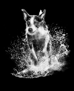 Black and white dog running through water