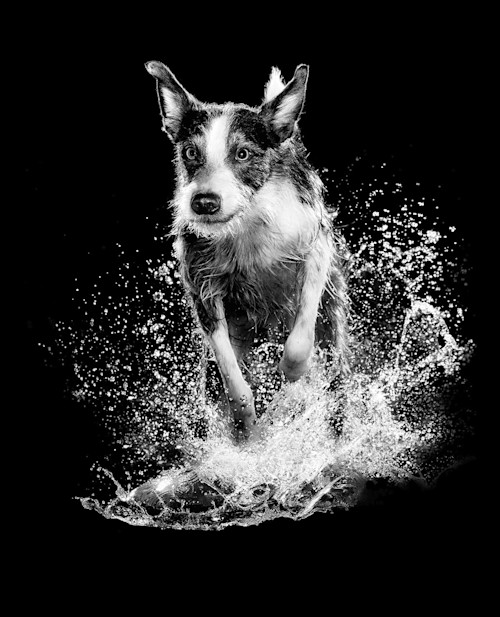 Black and white dog running through water