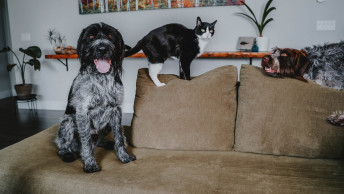 Two dogs on couch with cat