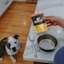 Pitbull dog looking at counter with Go! Solutions Booster Joint Care pouch
