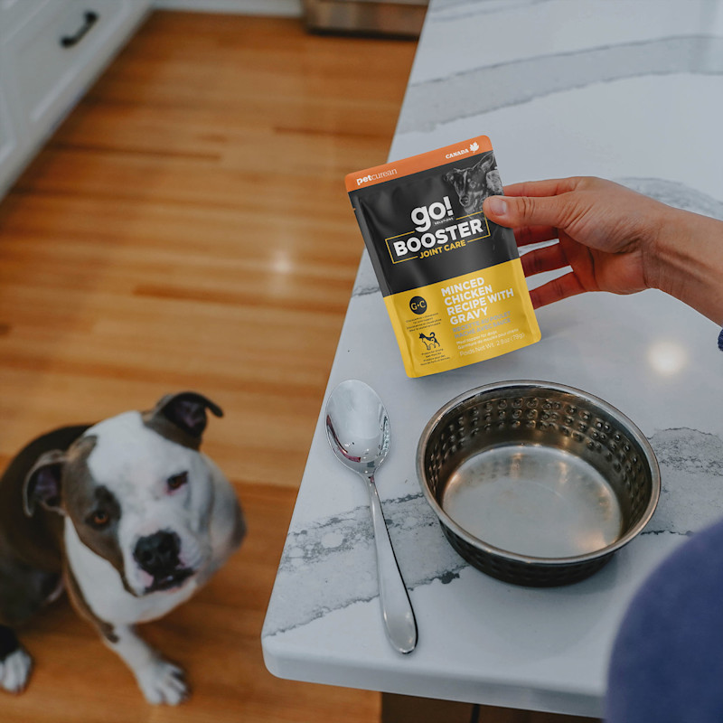 Pitbull dog looking at counter with Go! Solutions Booster Joint Care pouch