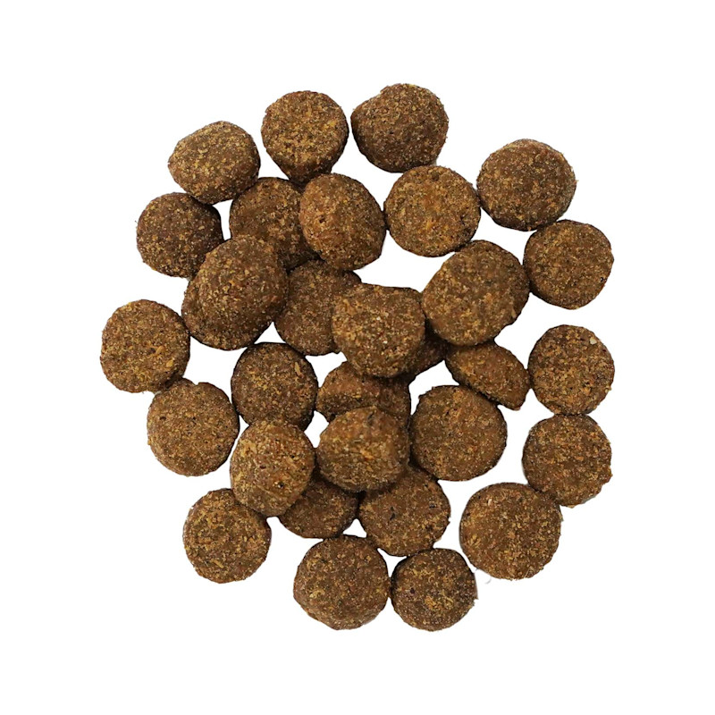 GO! SOLUTIONS DIGESTION + GUT HEALTH Salmon Recipe With Ancient Grains for Dogs kibble