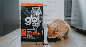 Cat eating Go! Solutions Skin + Coat Care kibble from bowl