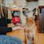Dog waiting for Go! Solutions Benefit Chews Skin + Coat Care treats