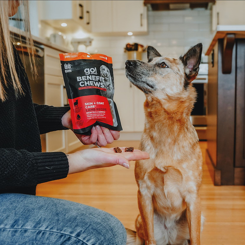 Dog waiting for Go! Solutions Benefit Chews Skin + Coat Care treats