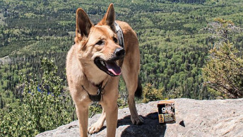 Dog on rock on hike beside GO! SOLUTIONS Tetra Pak recipe