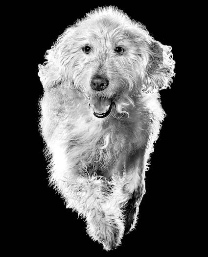 Doodle dog jumping