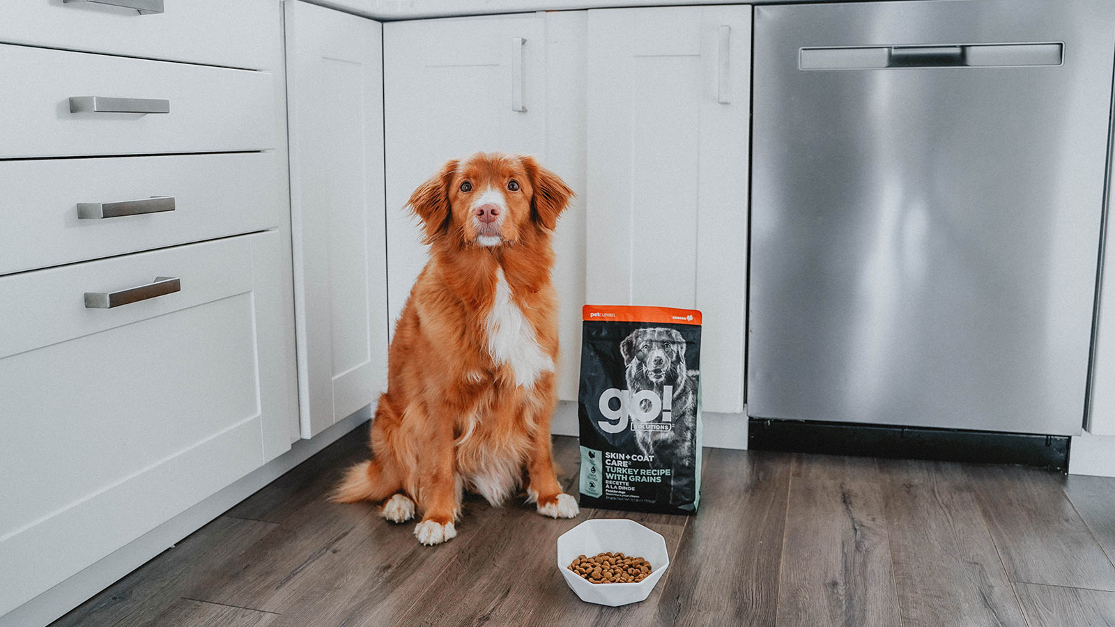 The Best and Safest Way to Store Dog Food | Go! Solutions