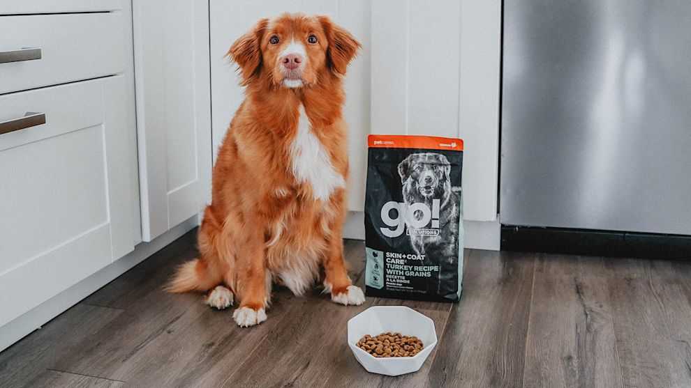 Toller dog sitting on kitchen floor beside bowl and kibble bag