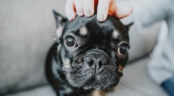 Closeup of French Bulldog being pet on the head