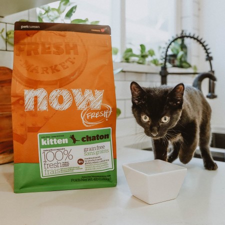 Kitten on kitchen counter with Now Fresh kitten food