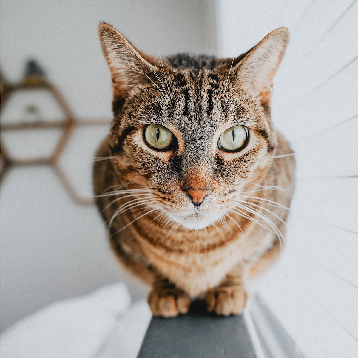 Closeup of tabby cat sitting in front of window