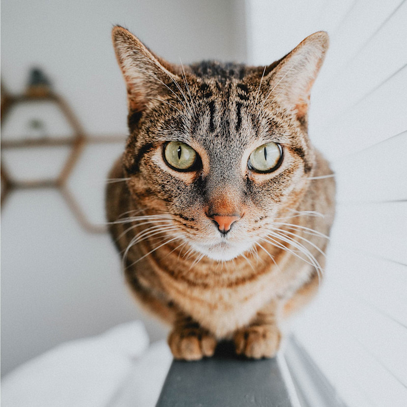 Closeup of tabby cat sitting in front of window