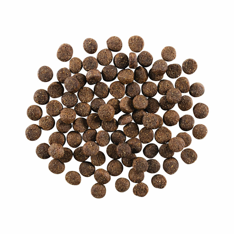 GO! SOLUTIONS SKIN + COAT CARE Lamb Recipe with Grains for Dogs kibble