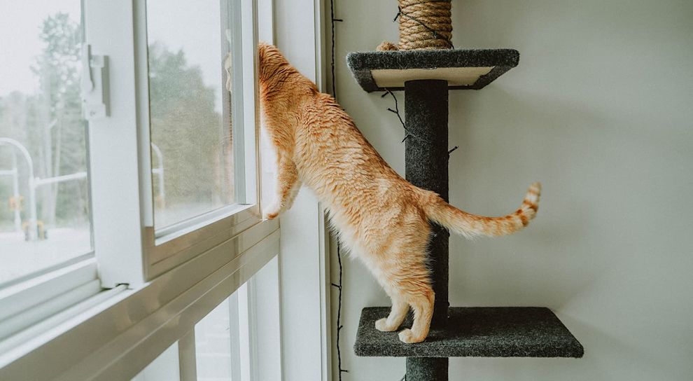 Orange tabby cat on scratcher looking out window