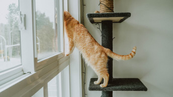 Orange tabby cat on scratcher looking out window