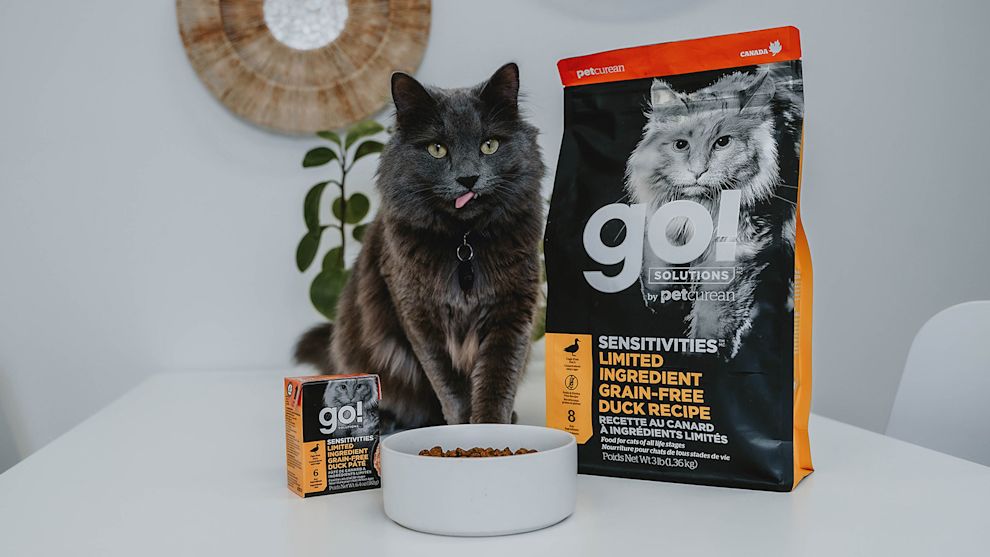 Grey cat with bowl of kibble and Go! Solutions wet food and dry food
