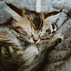 Kitten sleeping in cat hammock