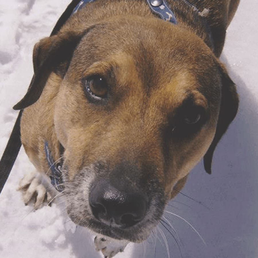 Brown dog looking at camera