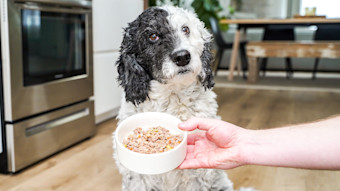 Dog in kitchen with bowl of wet dog food