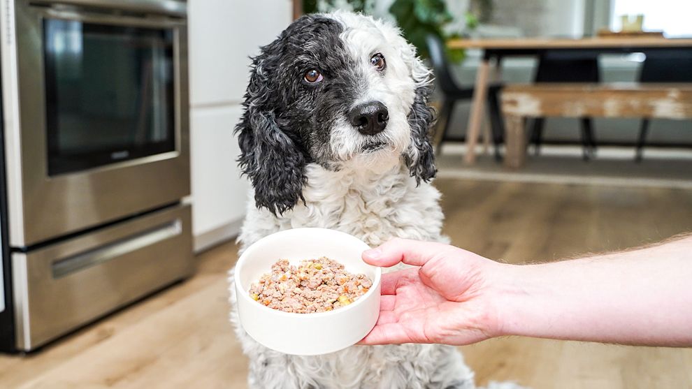 Dog in kitchen with bowl of wet dog food