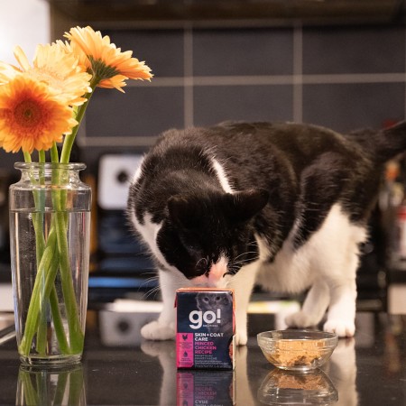 Black and white cat on kitchen counter with flowers eating GO! SOLUTIONS SKIN + COAT CARE Minced Chicken Recipe with Grains wet food