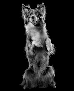 Border Collie dog sitting upright