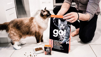 Himalayan cat and pet parent beside GO! SOLUTIONS CARNIVORE Grain-Free Salmon + Cod Recipe kibble and wet food
