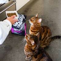 Two Bengal cats being fed GO! SOLUTIONS SKIN + COAT CARE Chicken Recipe with Grains dry food