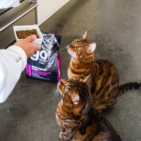 Two Bengal cats being fed GO! SOLUTIONS SKIN + COAT CARE Chicken Recipe with Grains dry food