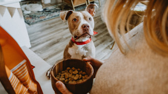 Pitbull dog waiting for bowl of kibble